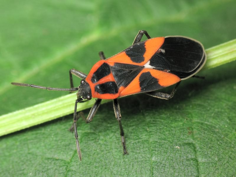 Tropidothorax leucopterus (Goeze, 1778)